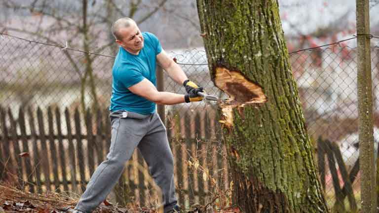 cutting down a massive tree with an axe