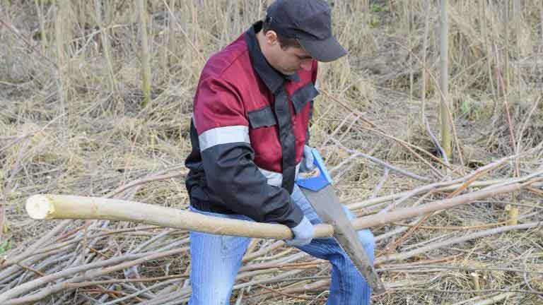 cutting tree branches with hand saw